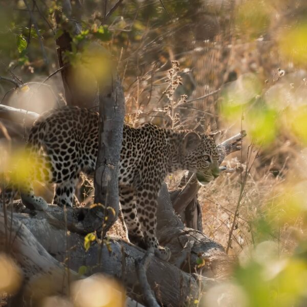 Ruaha National Park