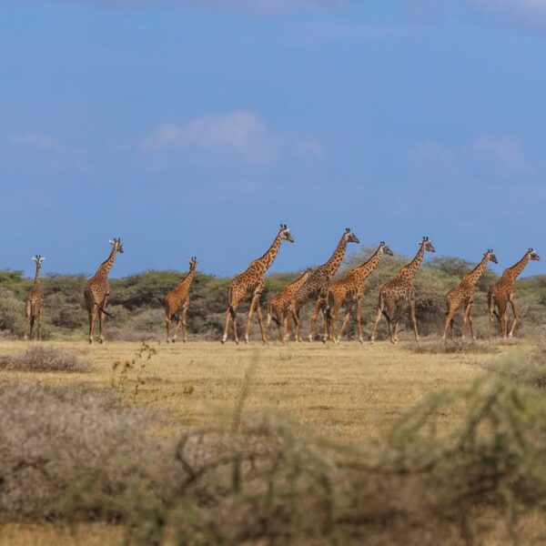 Ngorongoro Crater