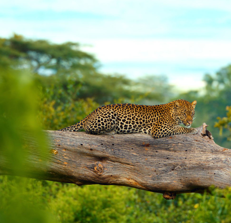 Ngorongoro Crater