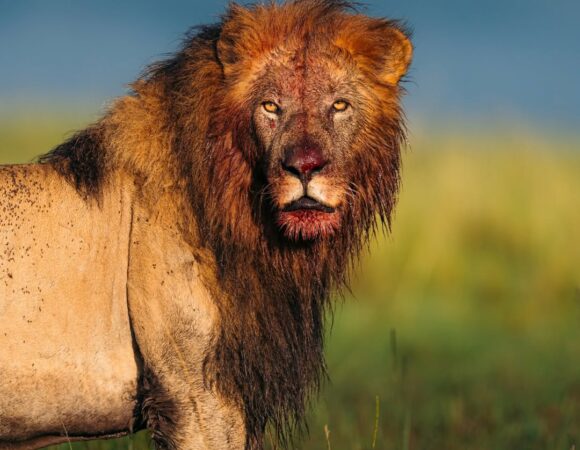 Lion